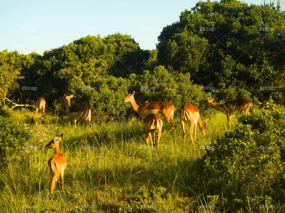 grass africa water buck shibuya game reserve by The_Picture_man