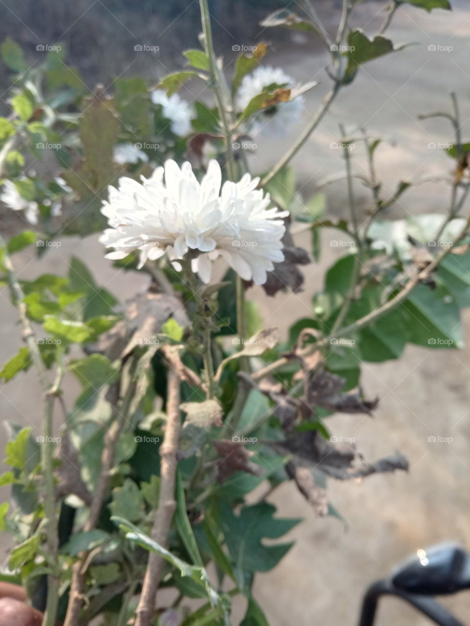 chamanthiy flower