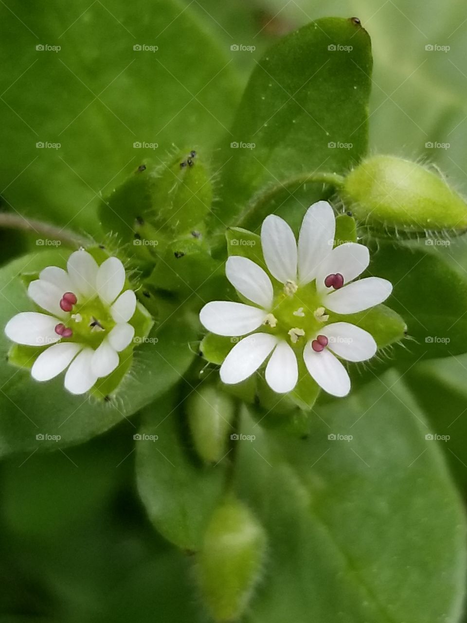 Tiny flowering Chickweed