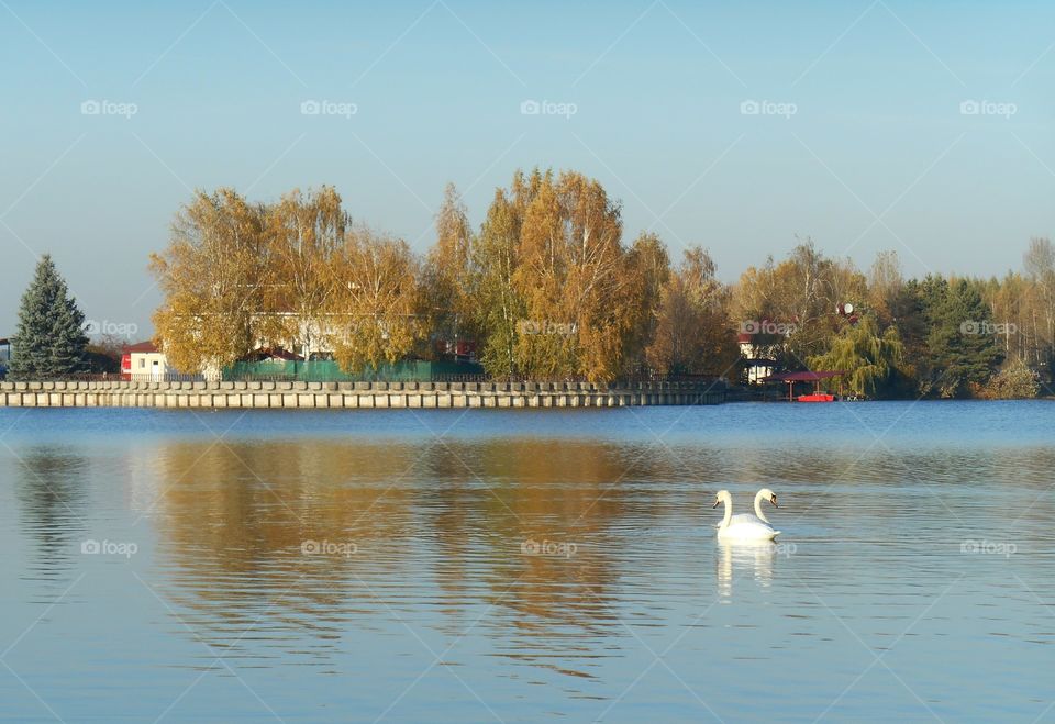 lake swans