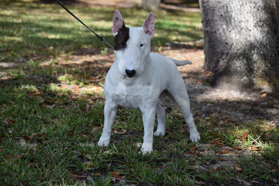 Tater Tot is one handsome miniature bull terrier