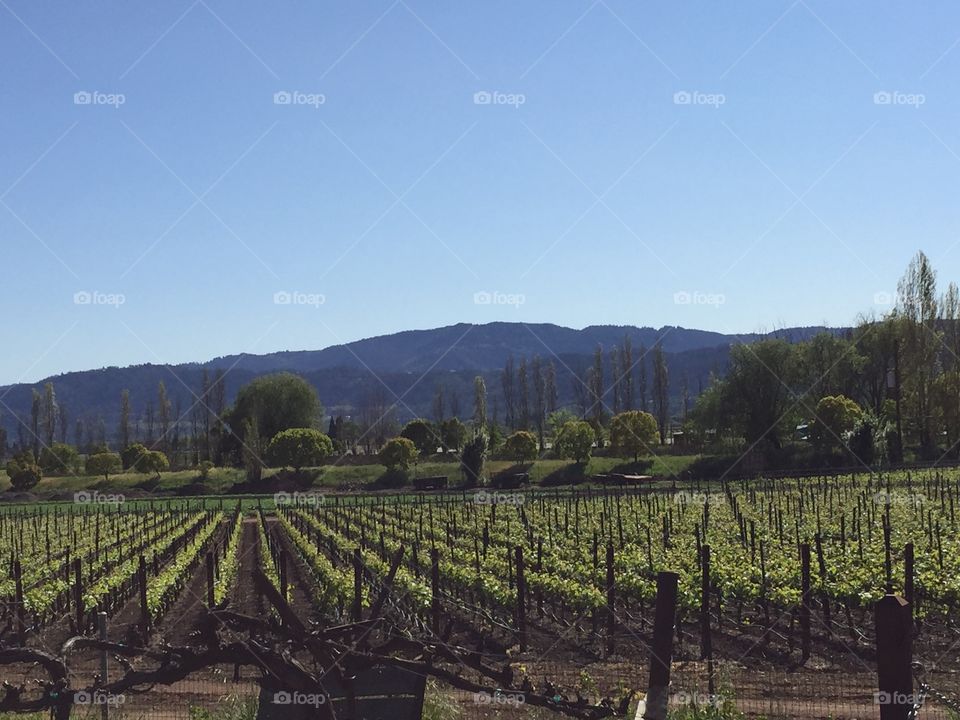 Napa Valley vineyards
