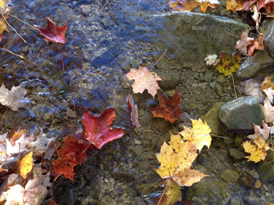 Autumn stream