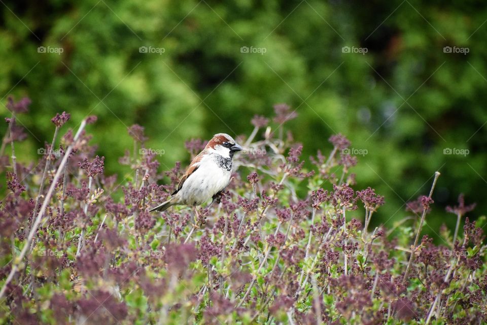 House Sparrow - Passer Domesticus - perched on a bush in early spring in Ohio