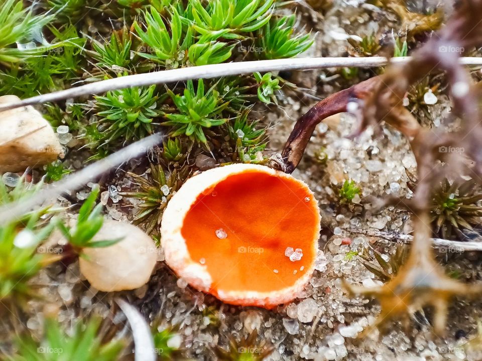 Close-up of a orange mushroom close to green moss