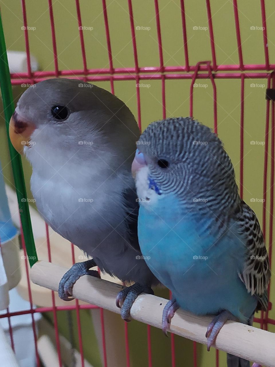 cute pair of birds 01