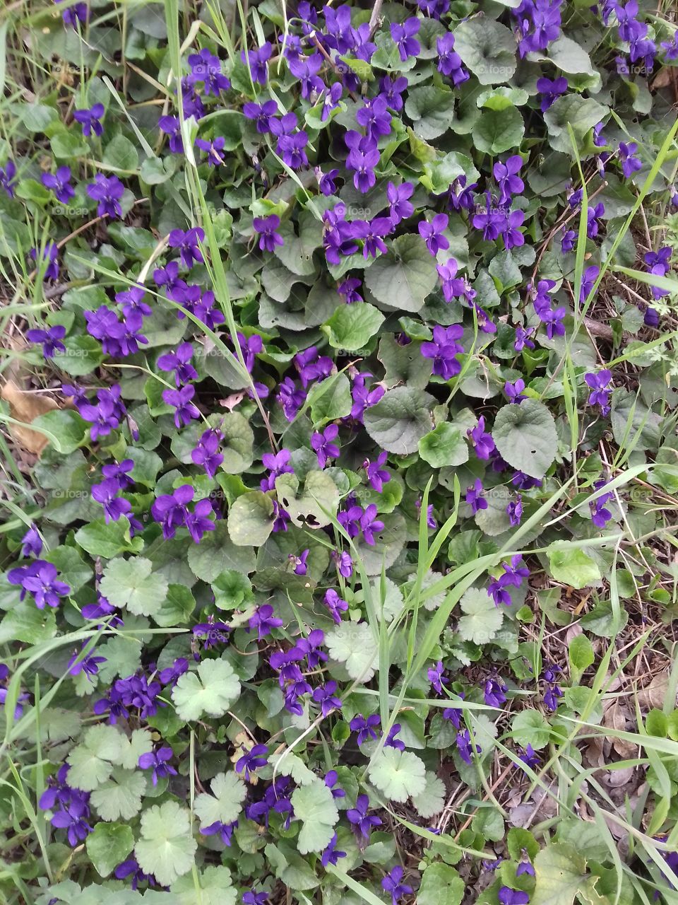 spring violets