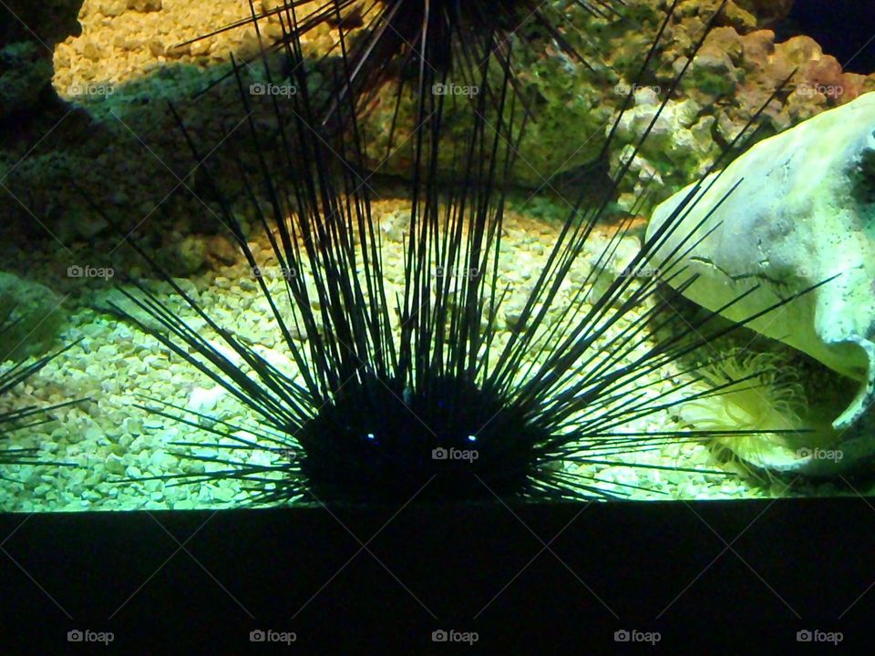 Staring Sea Urchin 