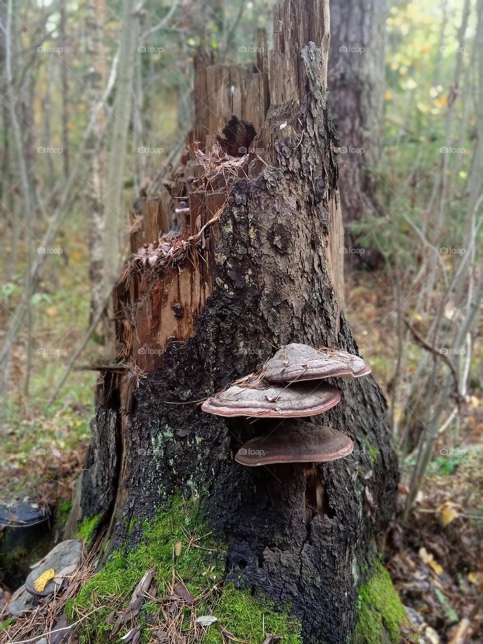 Chaga mushrooms on the stump