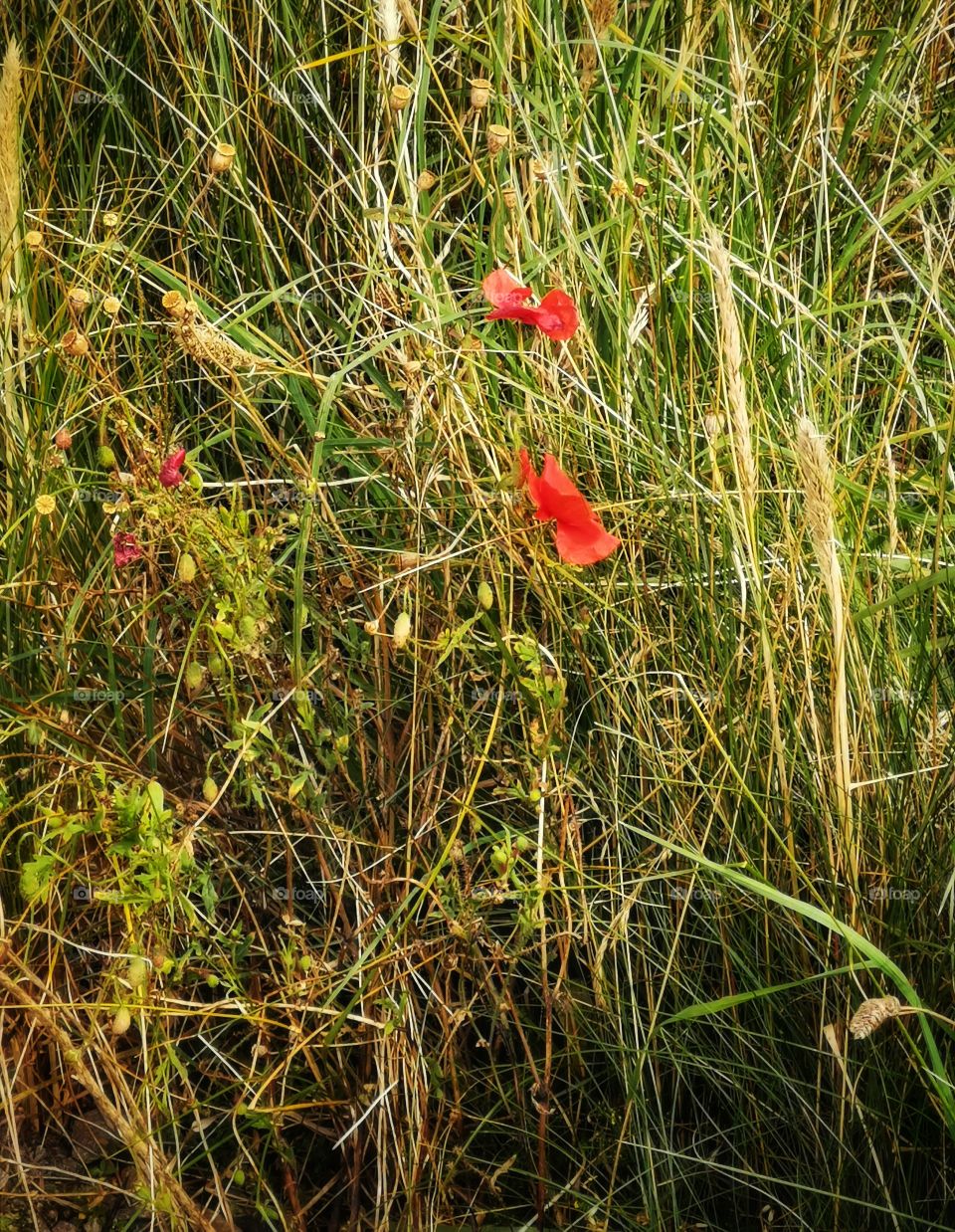 Wild seaside poppies