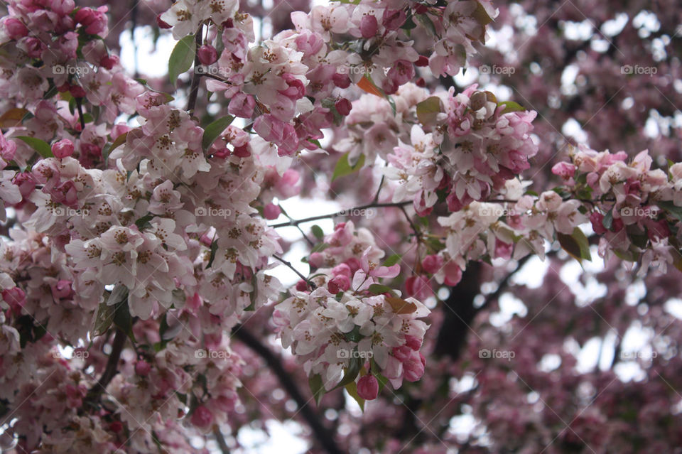 spring flower tree plant by velvetloop