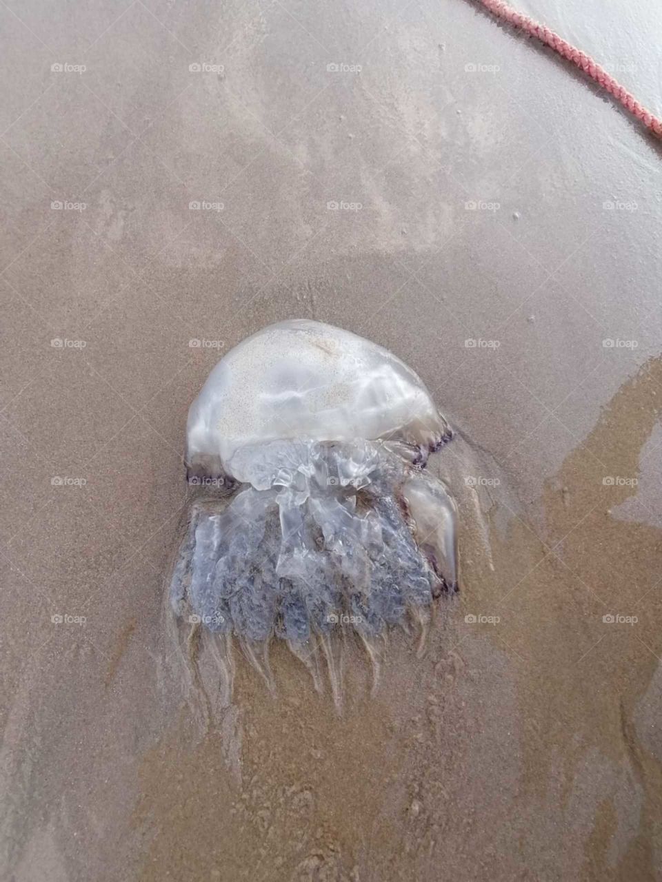 jellyfish!!!