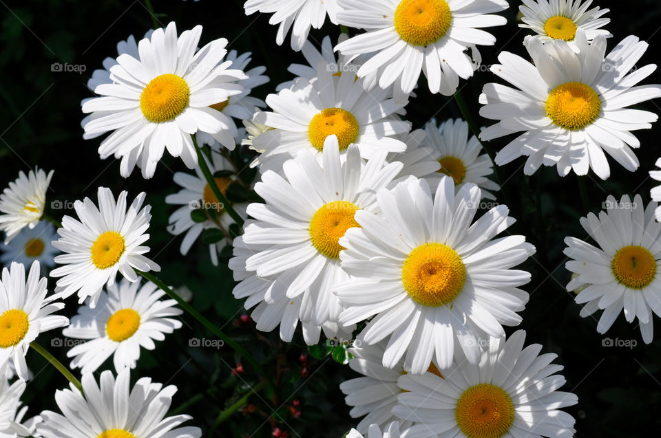 Daisys in summertime