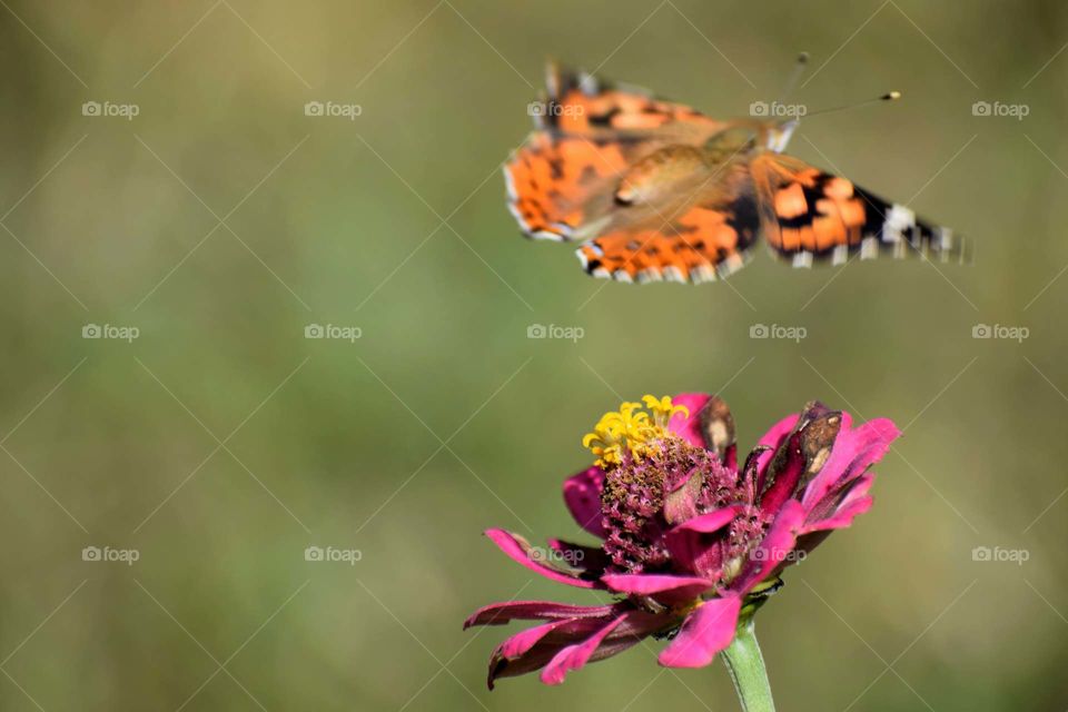 Butterfly in flight