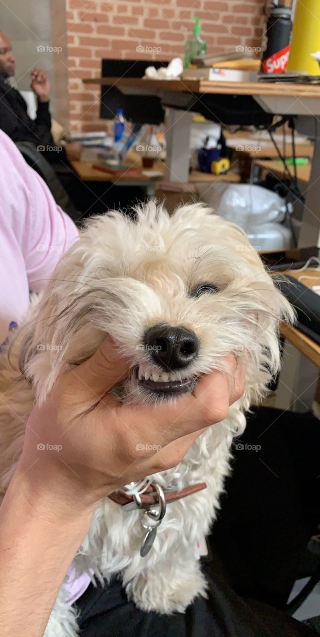 Smiling dog