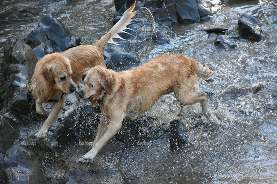Dogs in the River