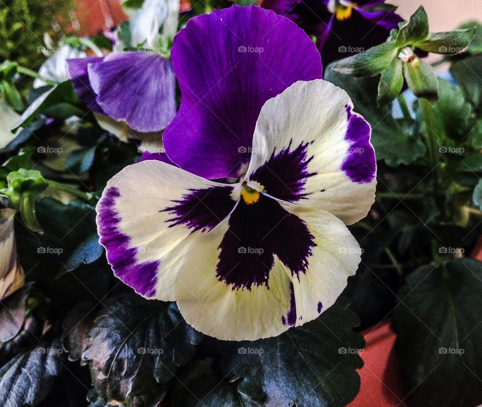 nature flower beatiful purple by theocharisk.