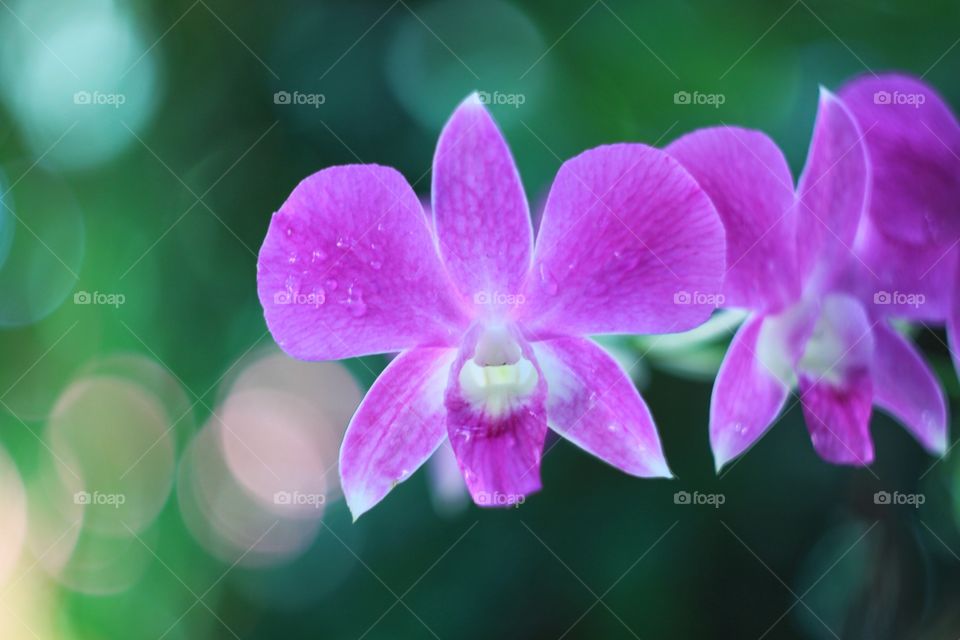 Orchid. flower 🌸, Orchid and Bokeh