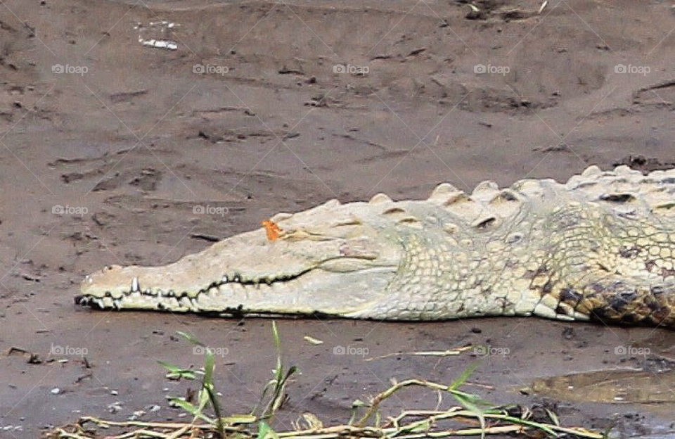 Butterfly kisses/crocodile . Take on the banks of a river in Costa Rica