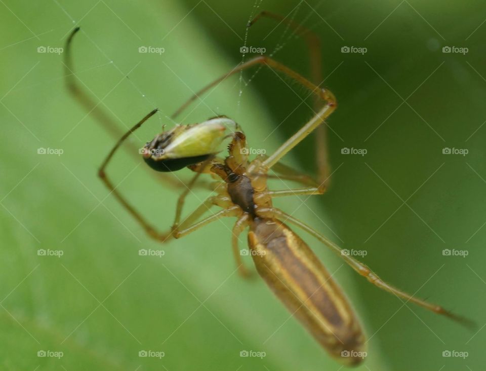 Spider eating a bug!!. Shot with a Sony NEX6 with a reverse mounted Nikkor 3mm prime lense to get macro photo