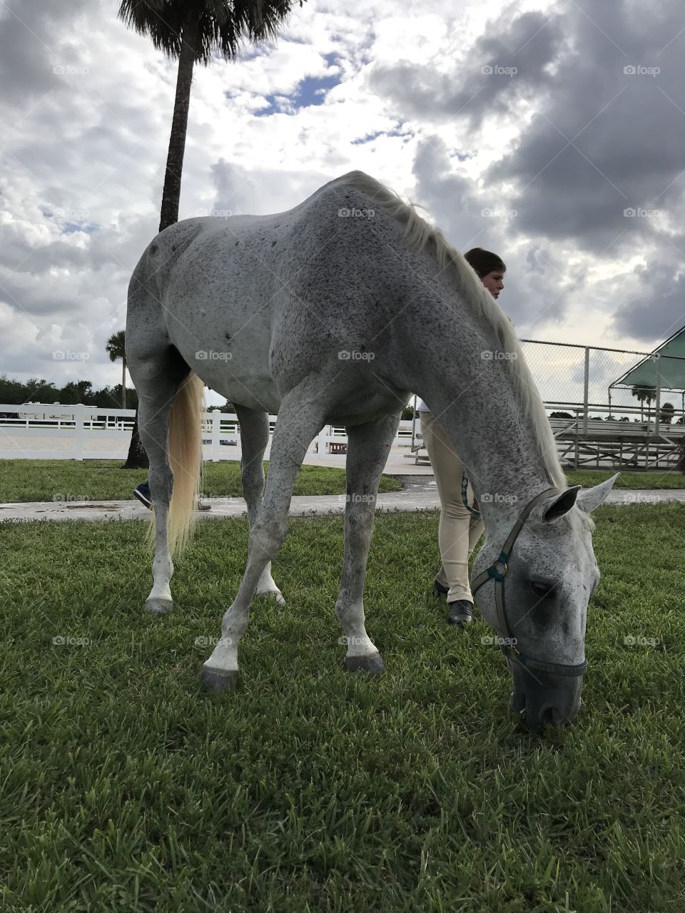Gray horse grazing 