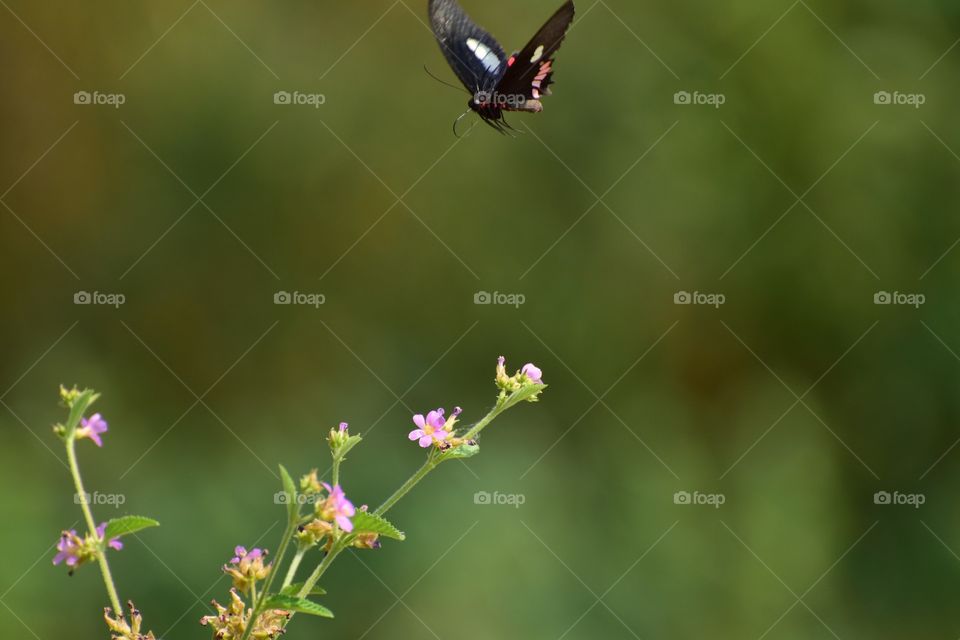 butterfly