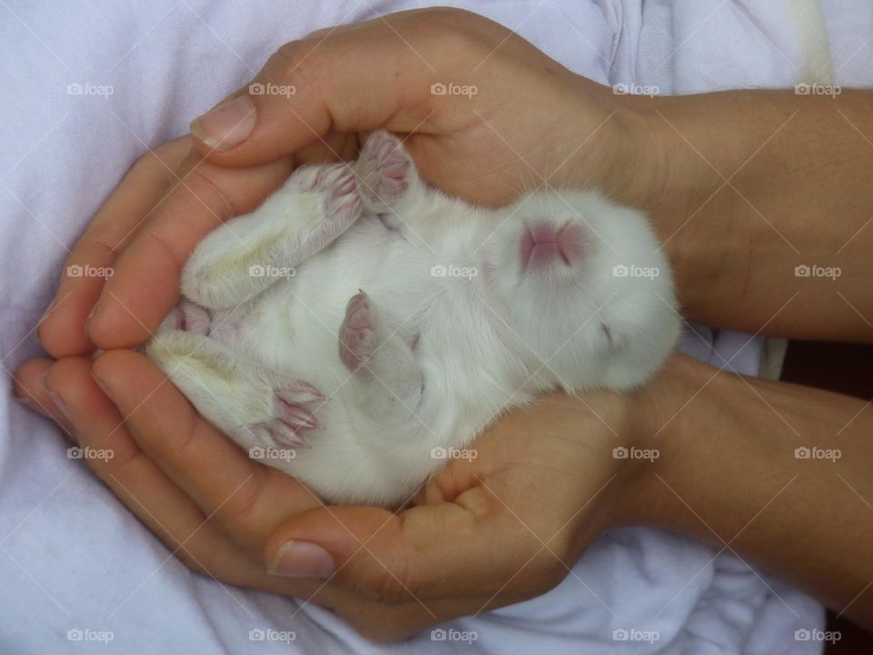 Beautiful baby rabbit