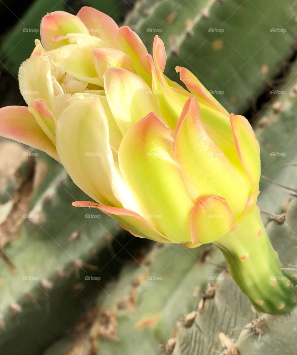 Big cactus flower 