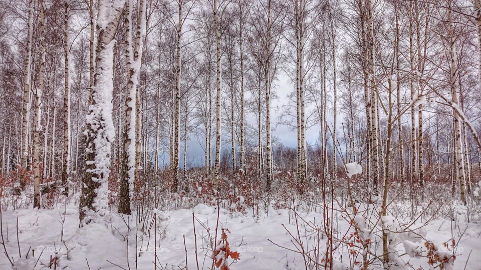 winter in the forest