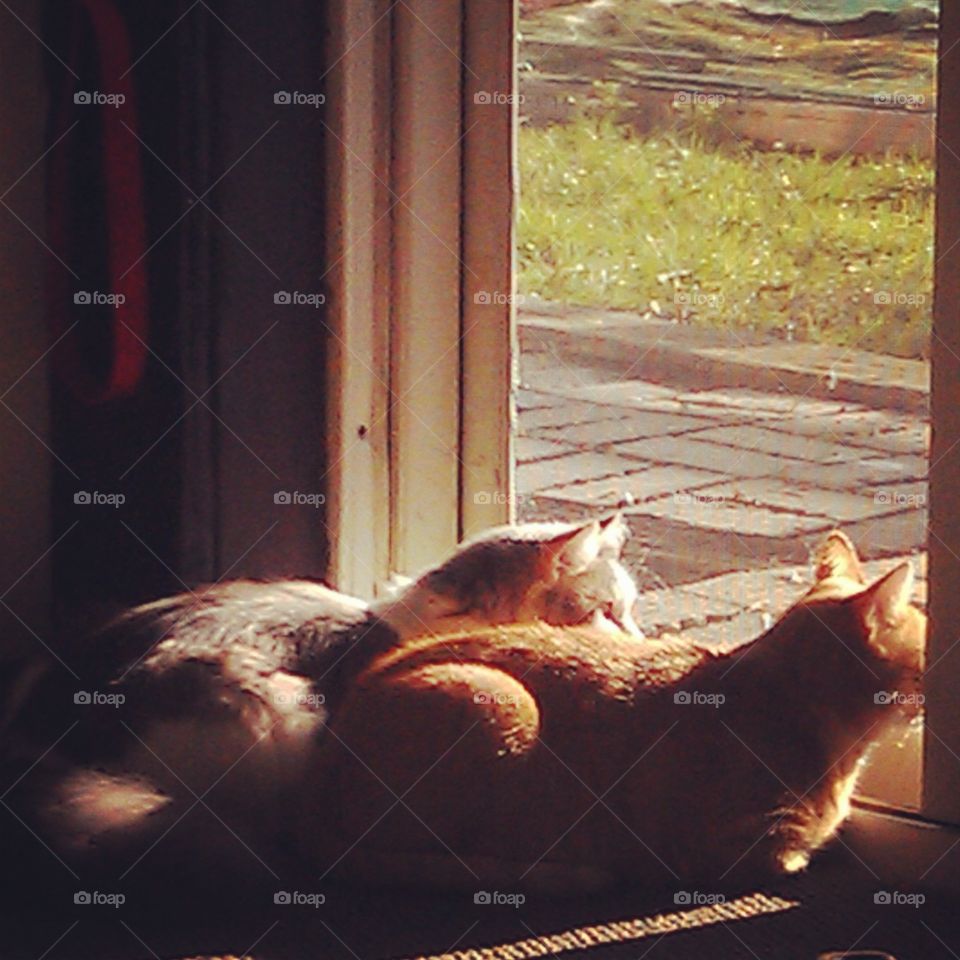 Birdwatching Buddies. watching the birds on the lake