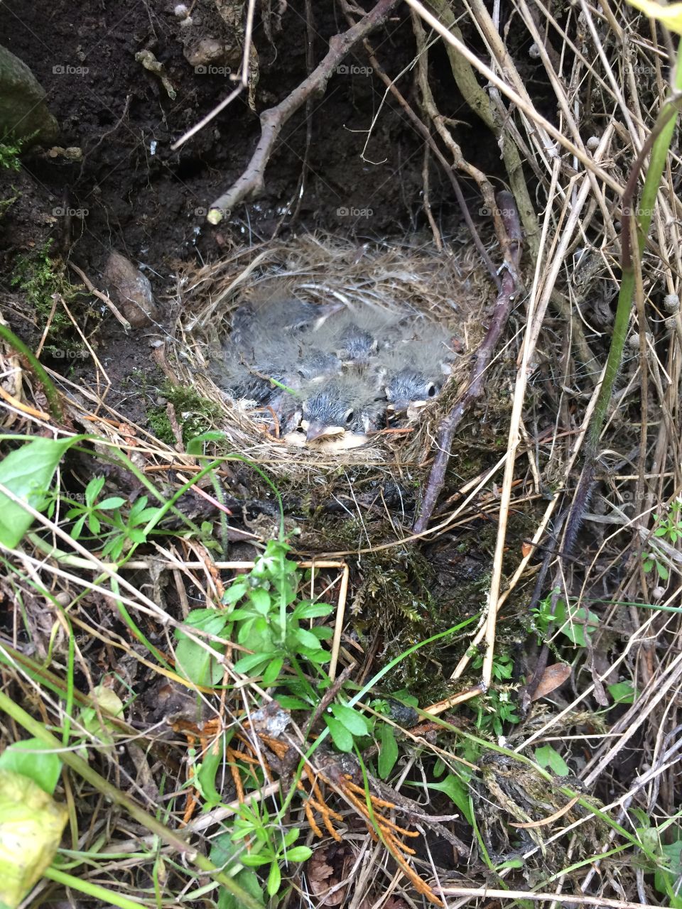 A nest of wild Grey wagtails