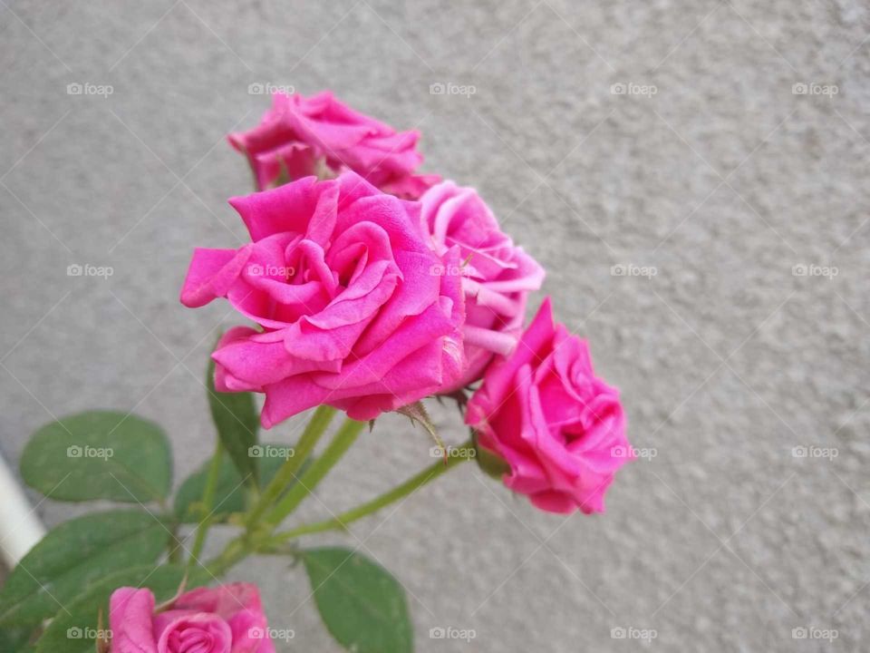 Roses
Pink Roses
amazing flower