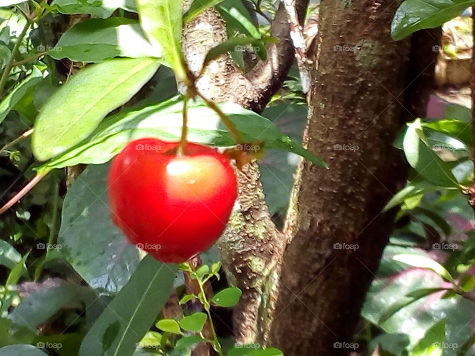 Cherry