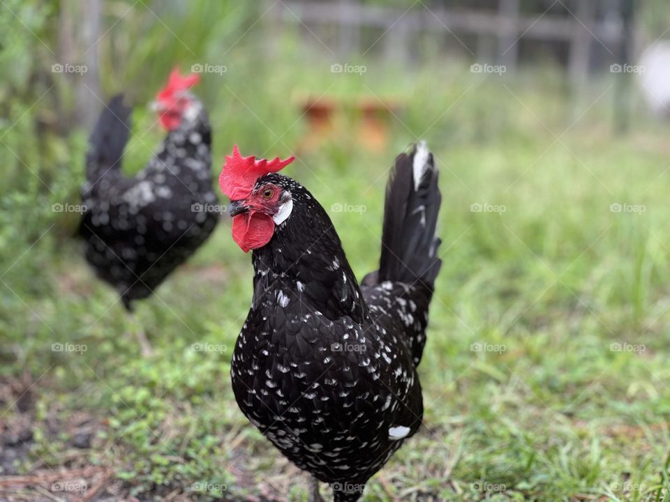 Ancona chickens