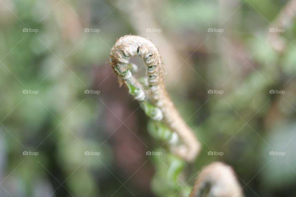 young fern