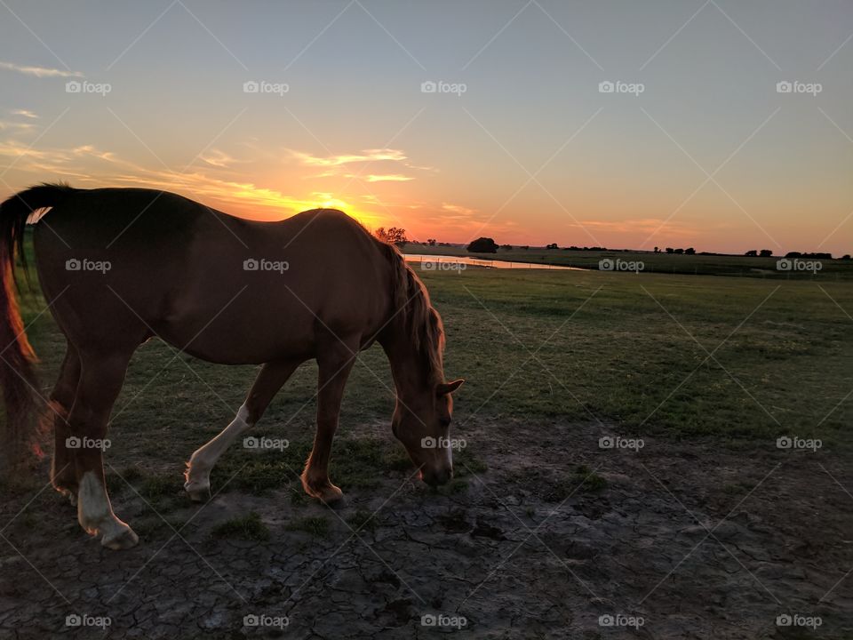 Forest enjoying the evening