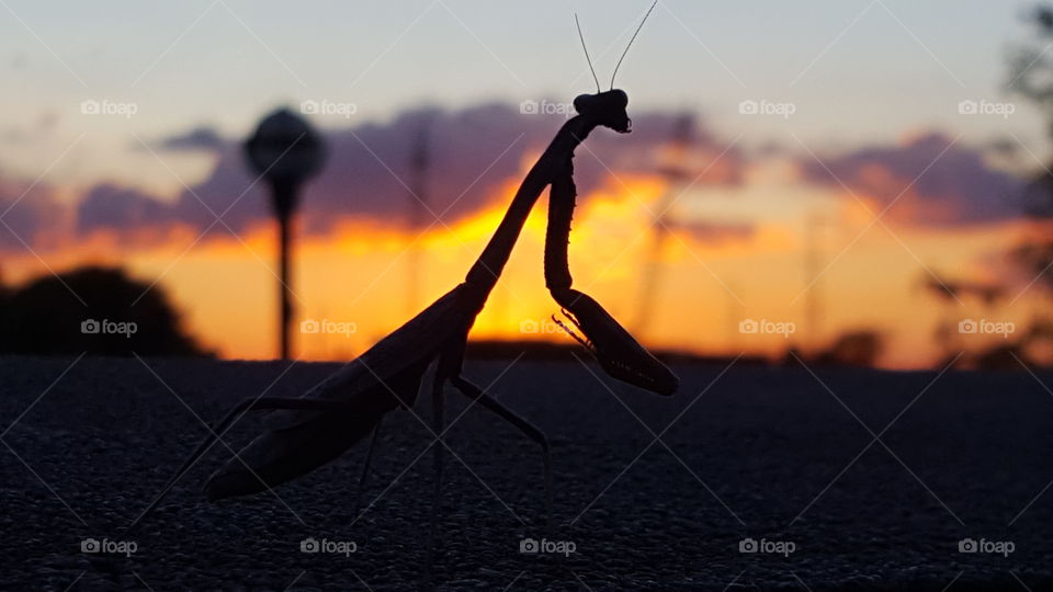Praying Mantis enjoying the sunset