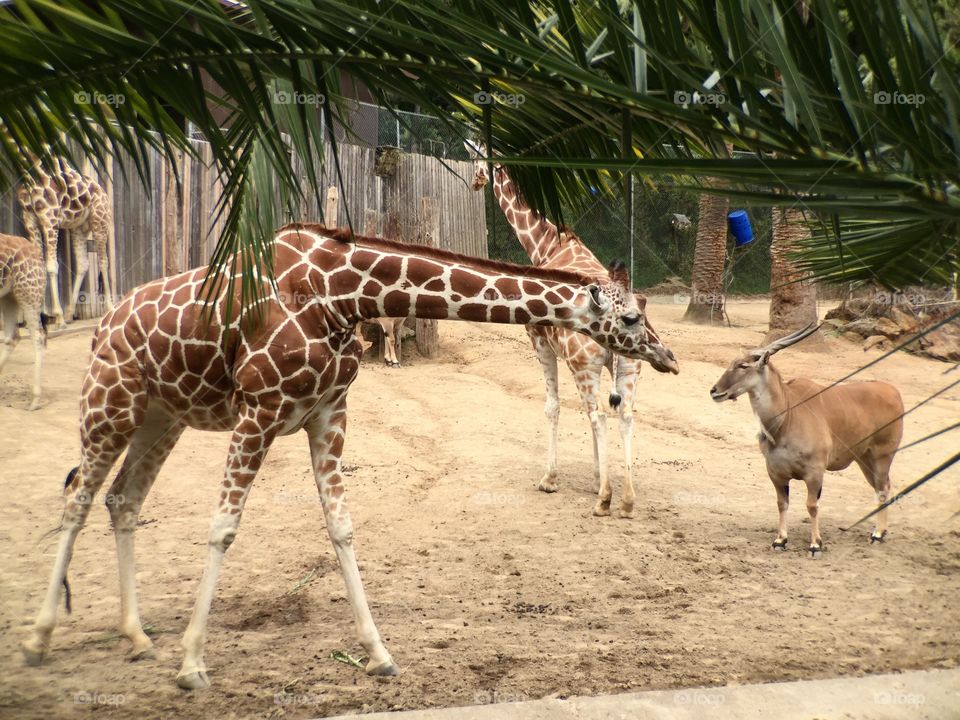 Animals at zoo 