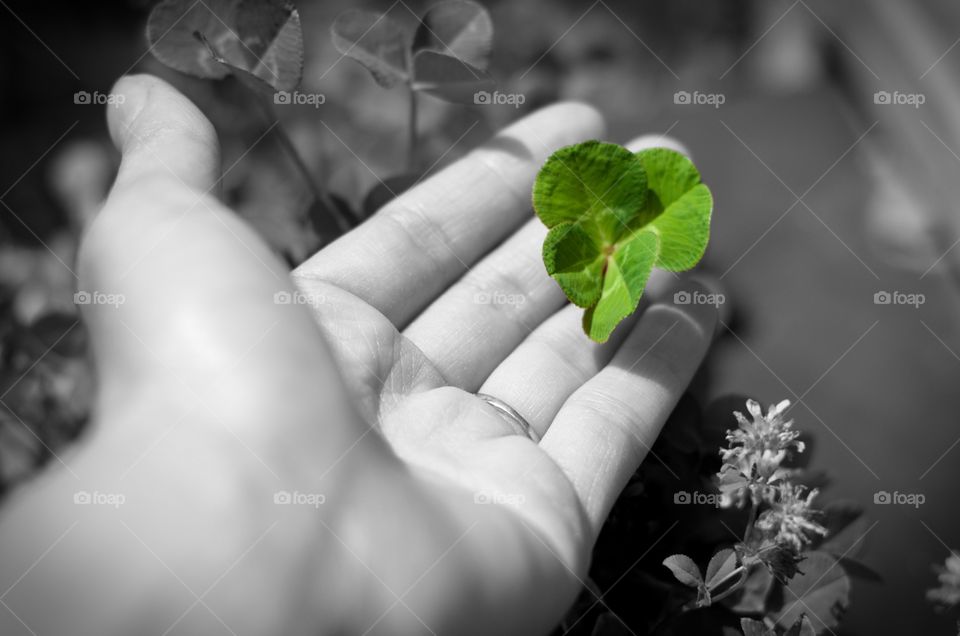 Four leaf clover