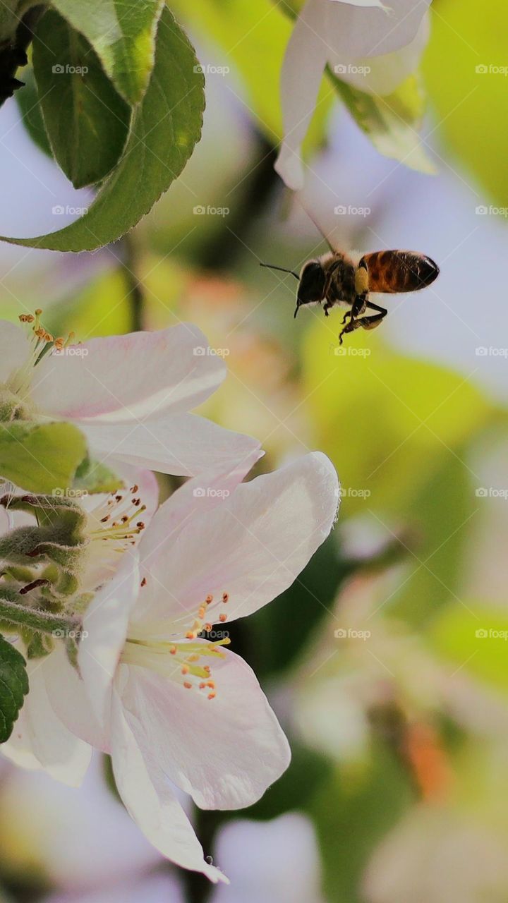 apple trees in spring are the best for bees