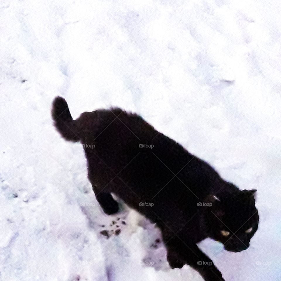 Кошка на снегу