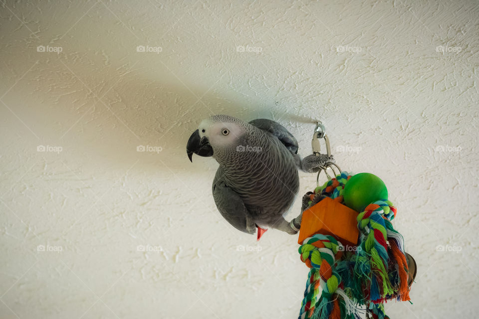 Sparky posing for the camera with a smile! What a lovely parrot. 