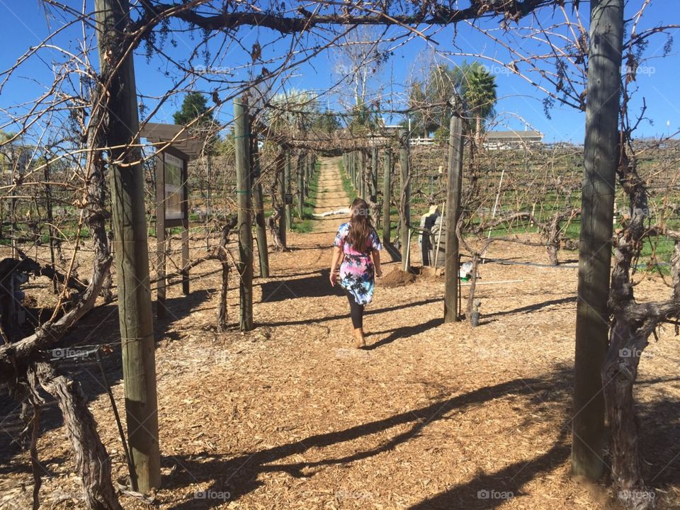 Temecula Winery . Pretty girl walking through grape plantation 
