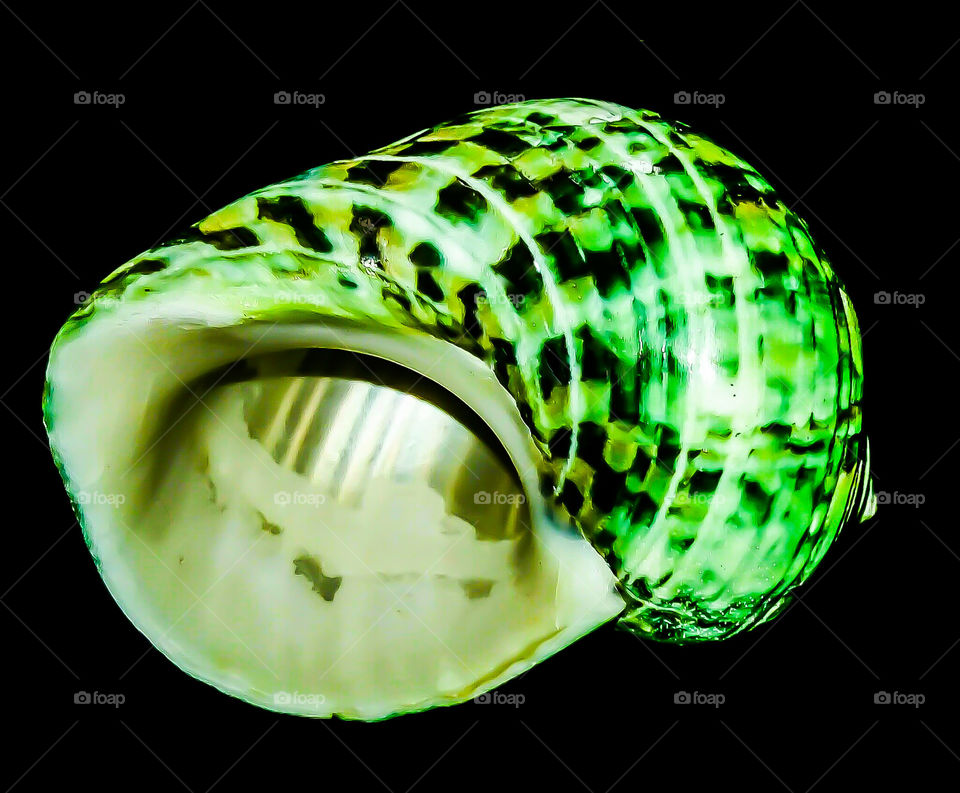 Green fragility, meditation tranquility seashell by elvio