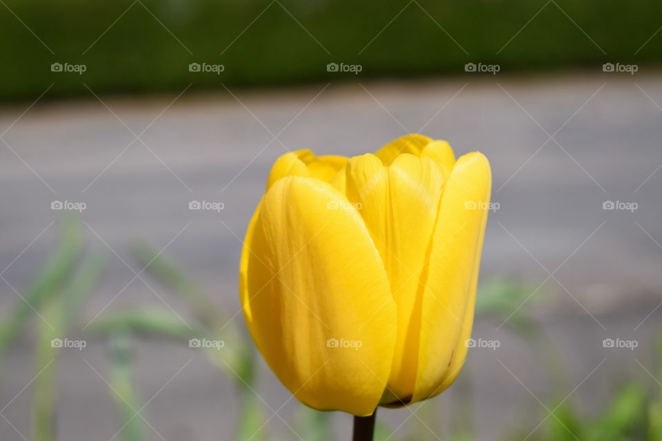 Beauty of yellow spring flower