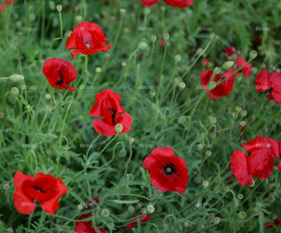 Red poppies 