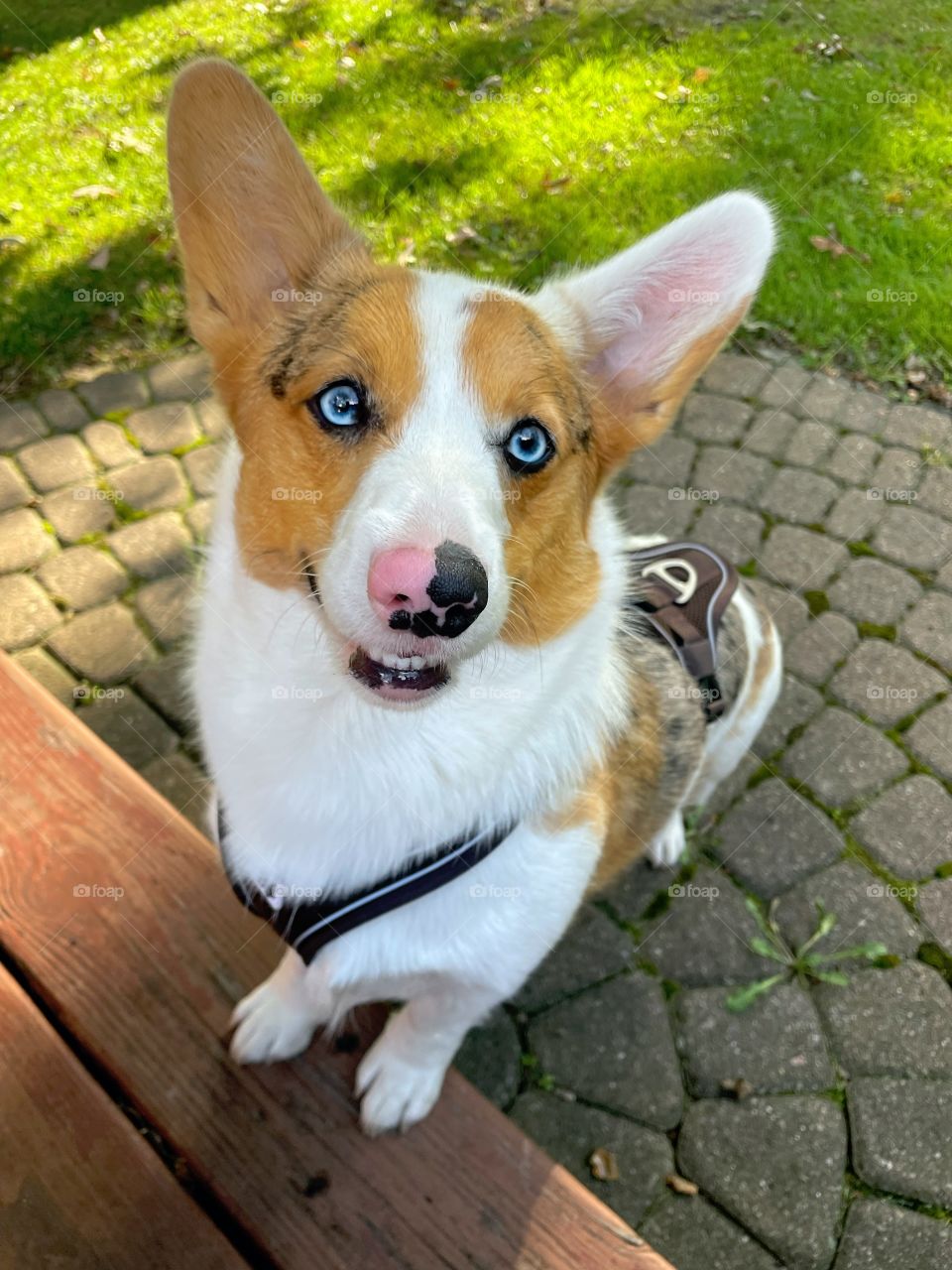 Corgi dog walking up steps 