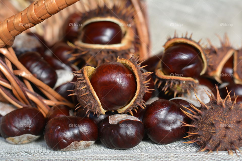 chestnuts tree in basket