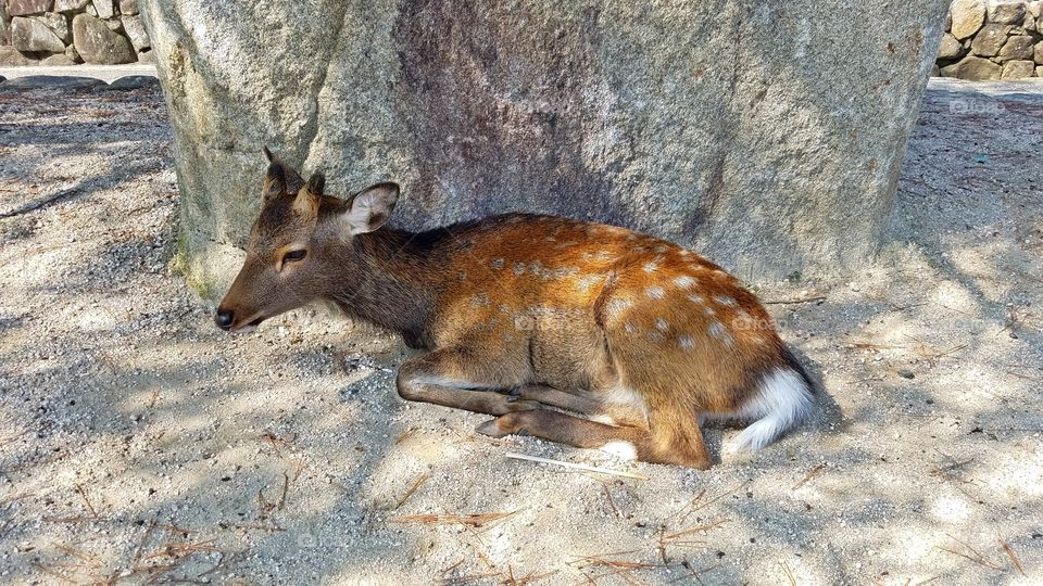 Wild deer in Japan temples