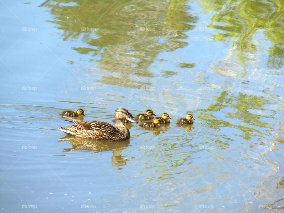 Duck with ducklings 